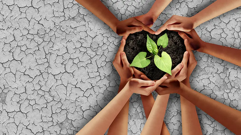 Hender som hjelper og støtter en grønn spire